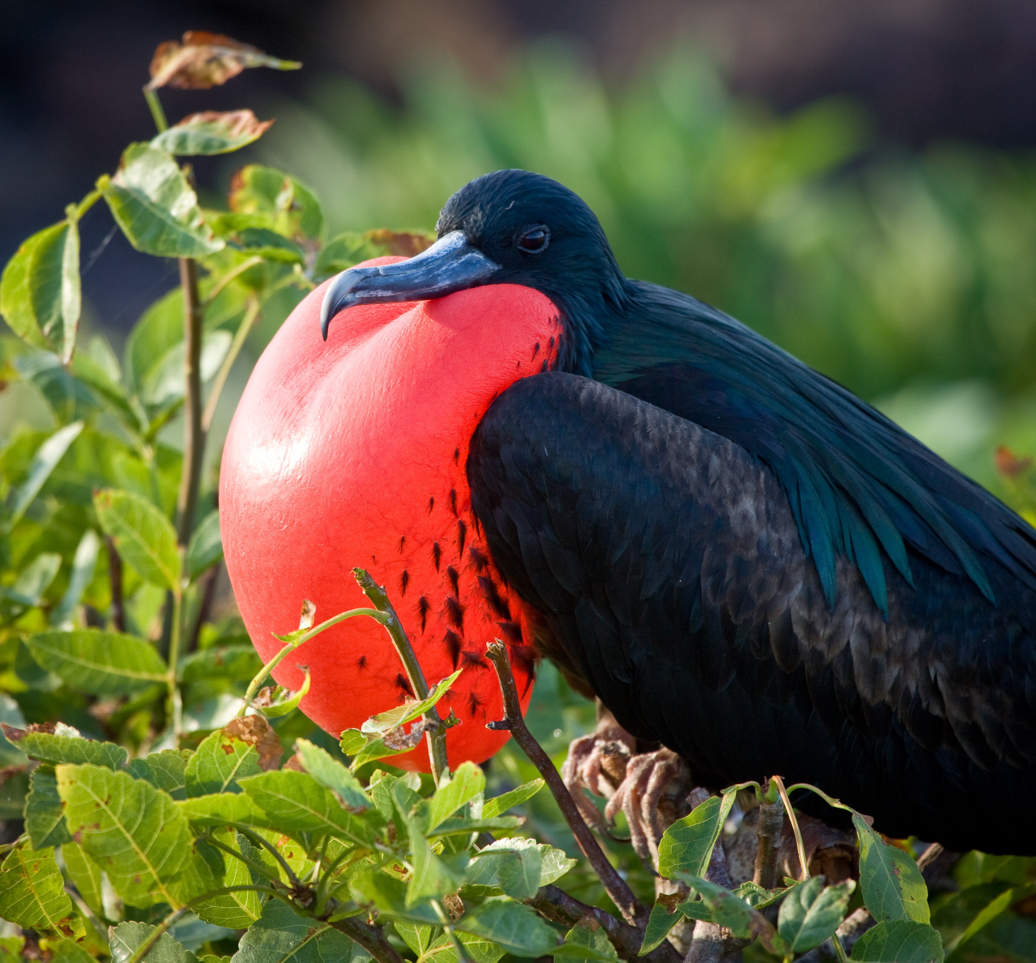 Frigate bird