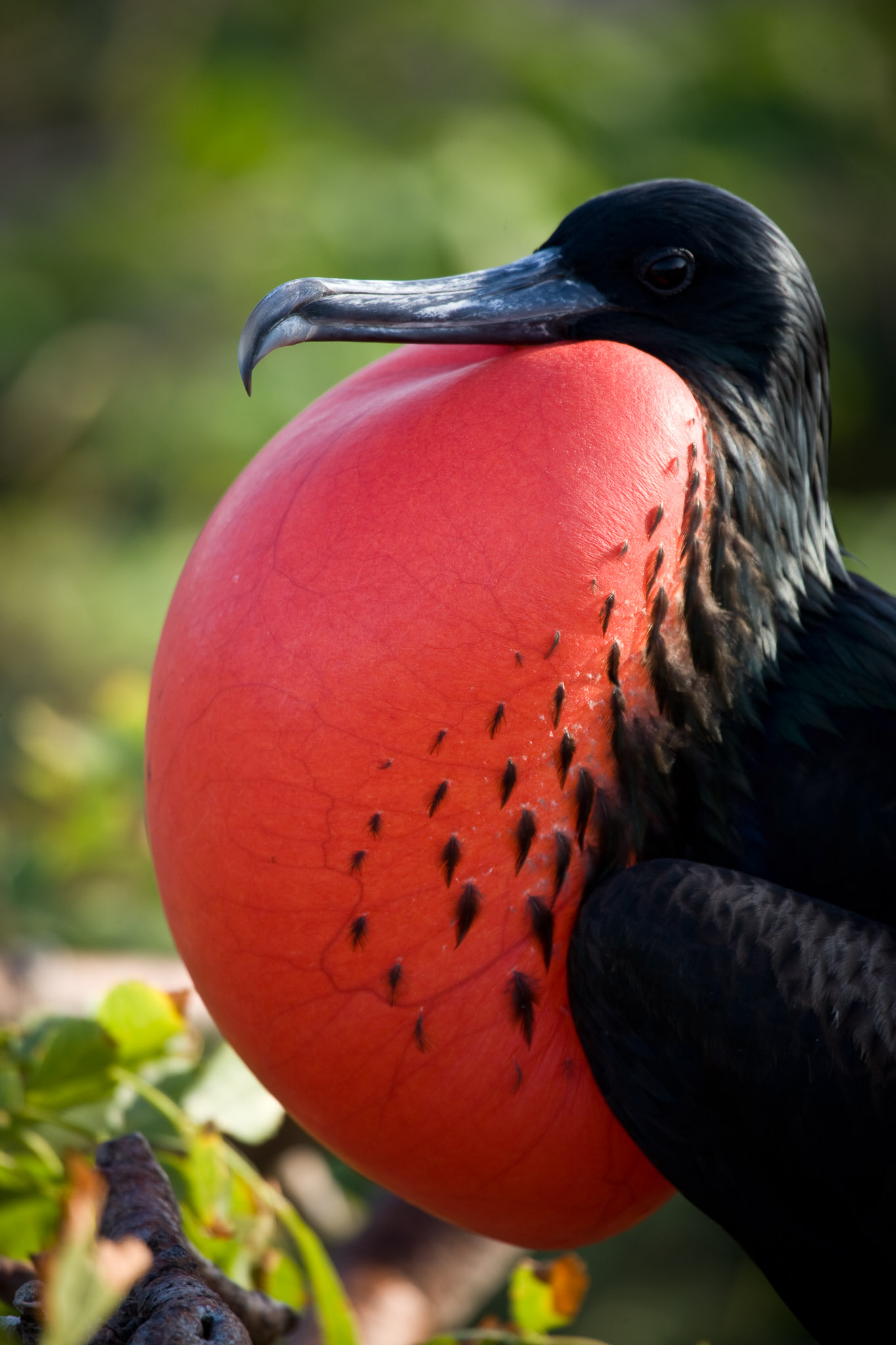 Frigate bird on Isla Tower