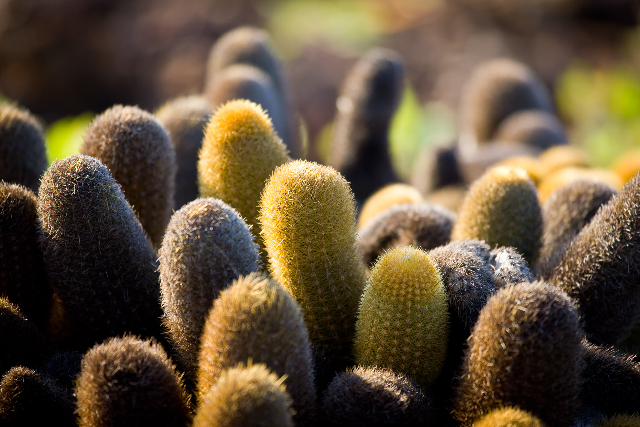 Lava Catus on Isla Tower