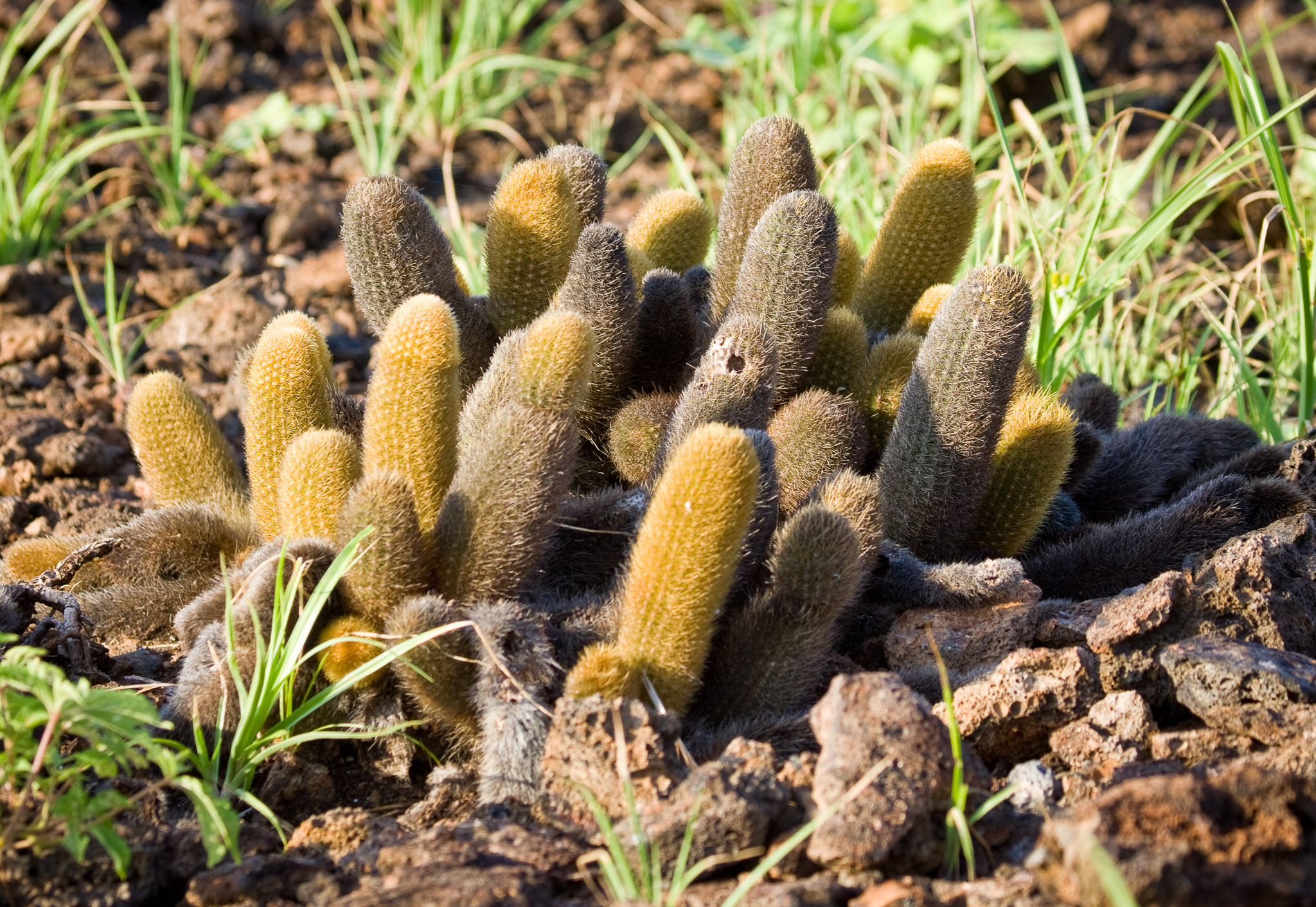 Lava Catus