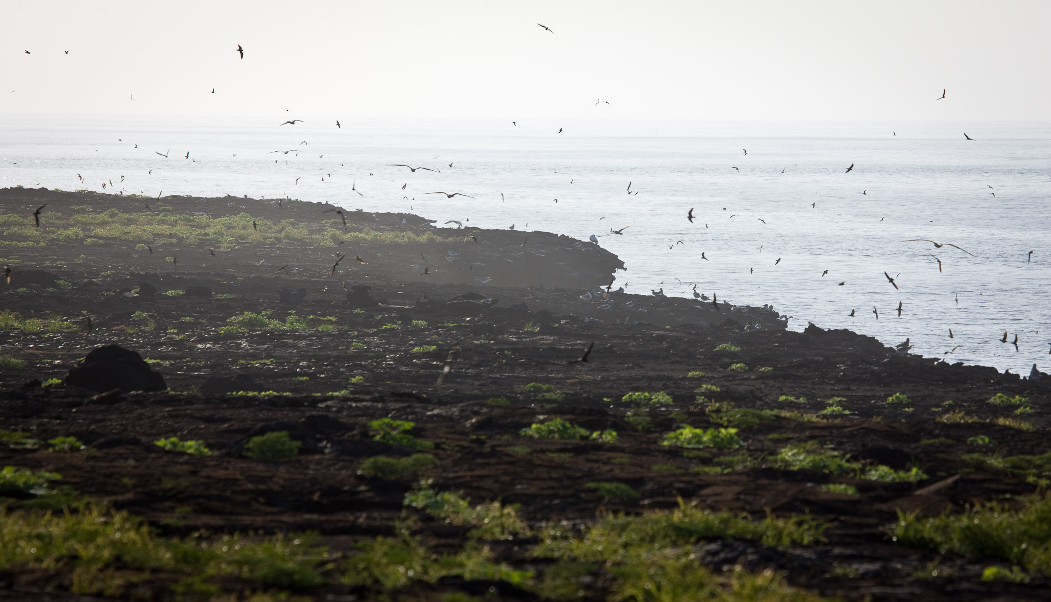 Isla Tower is home to huge seabird colonies.