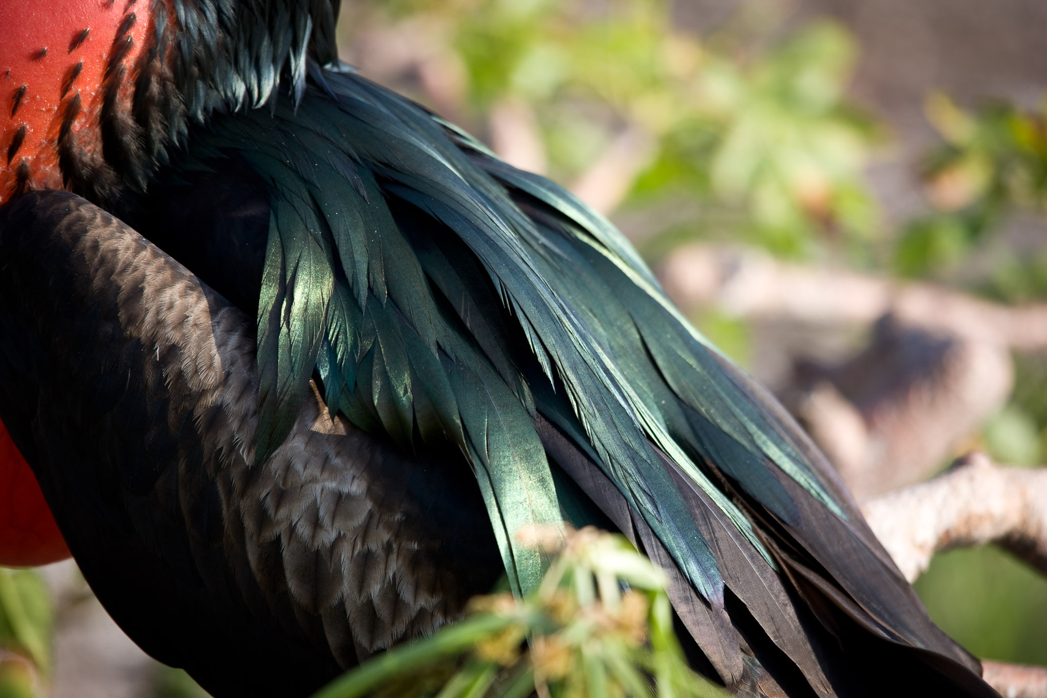 Frigate bird