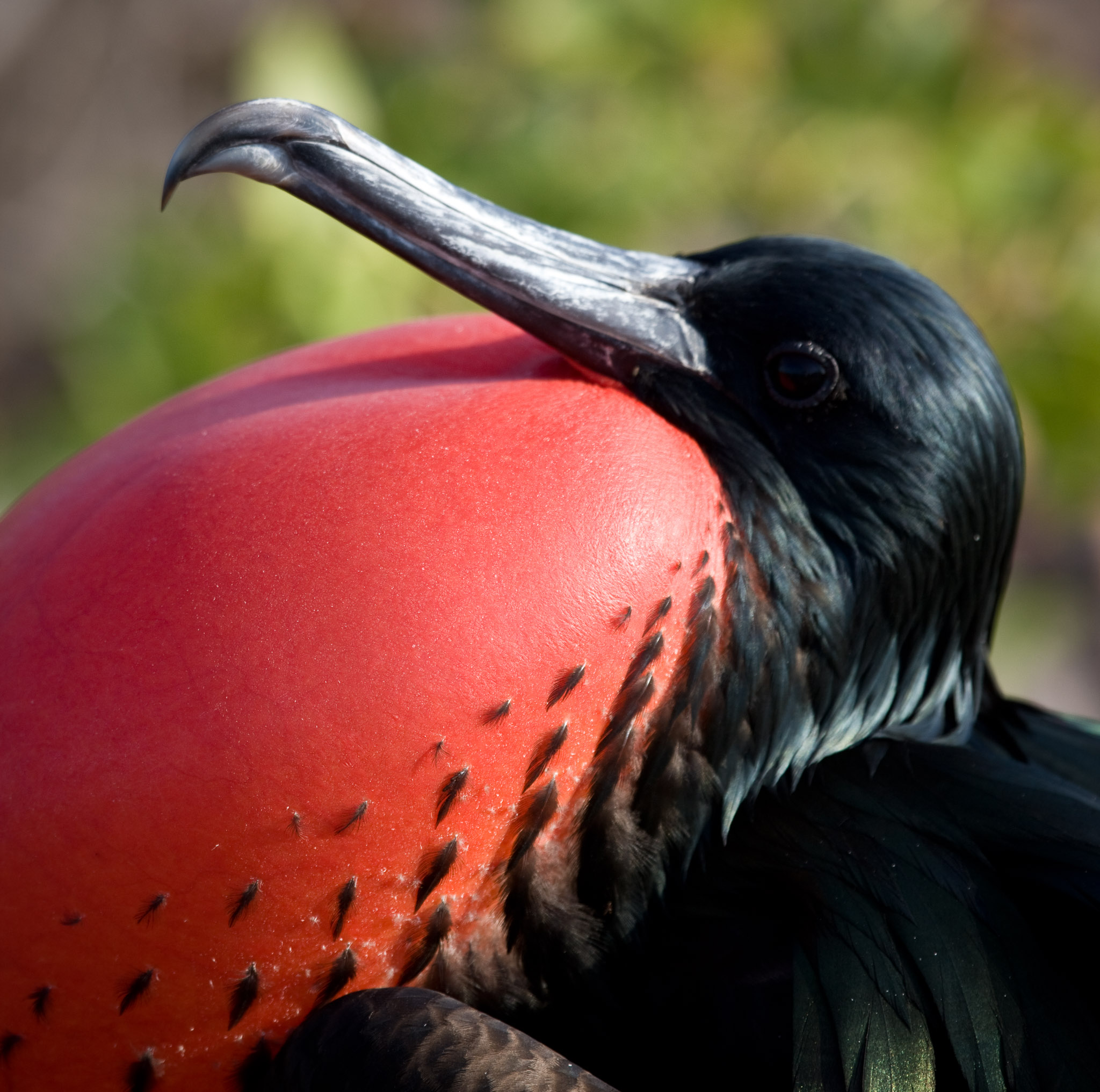 Frigate bird