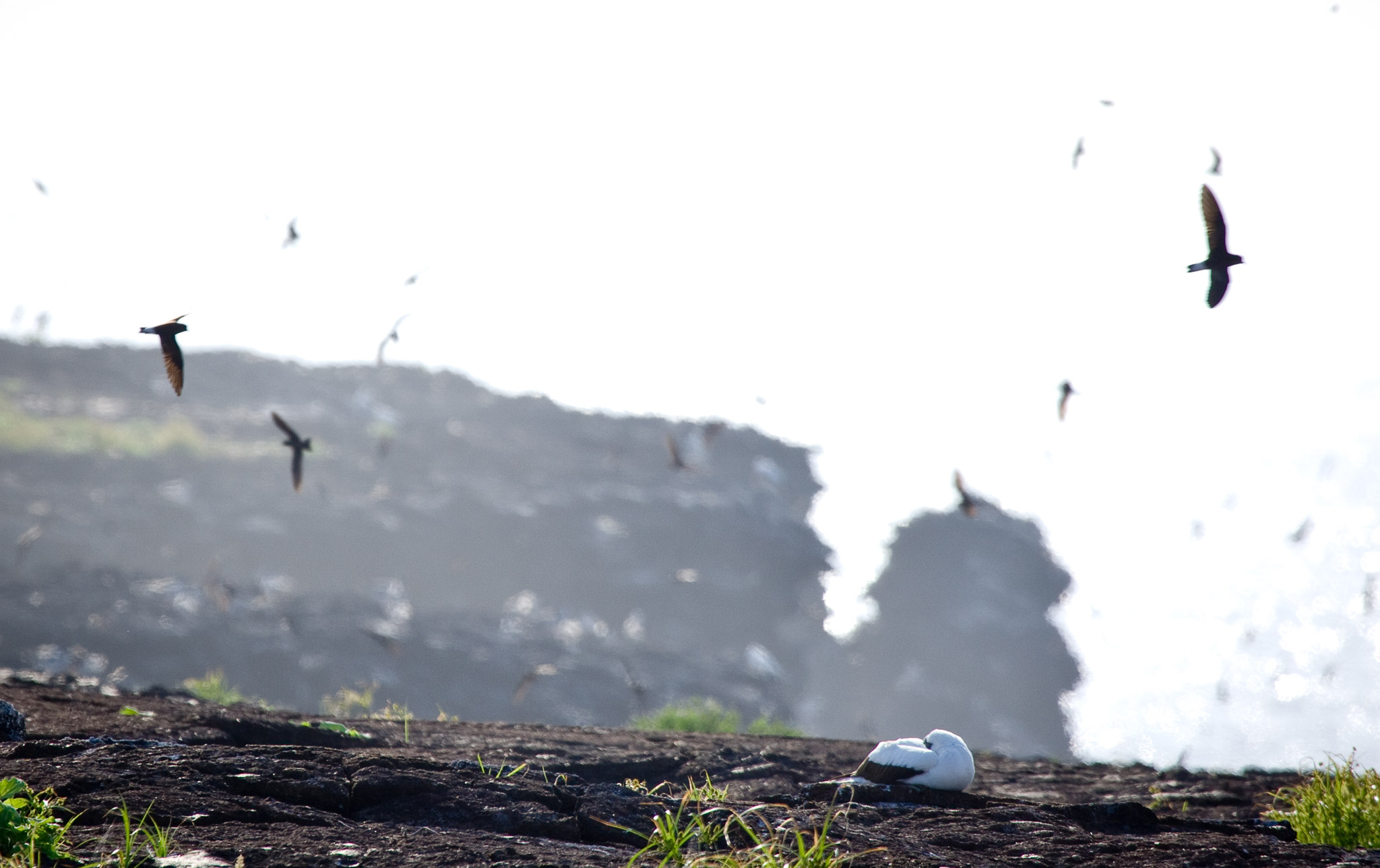 Isla Tower is home to huge seabird colonies.