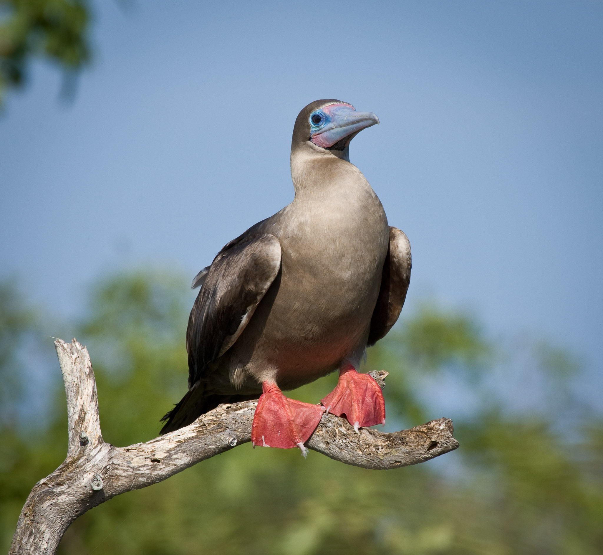 Red-footed Boobie