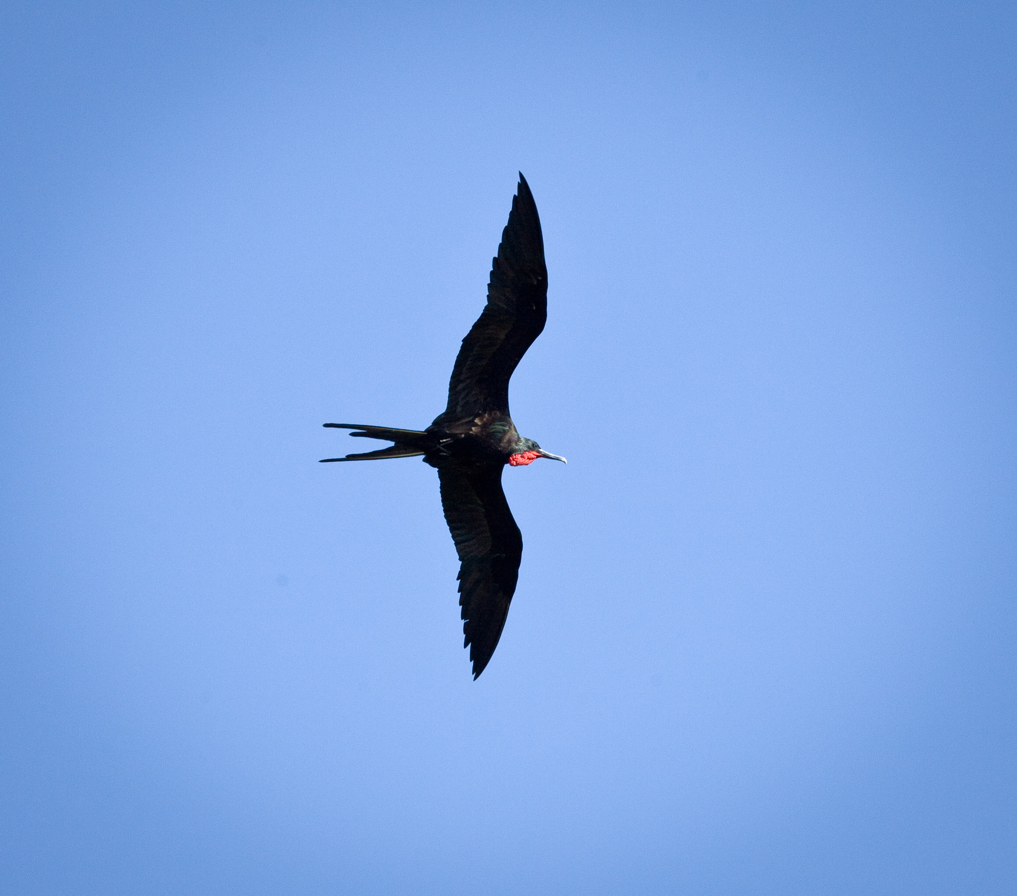 Frigate bird