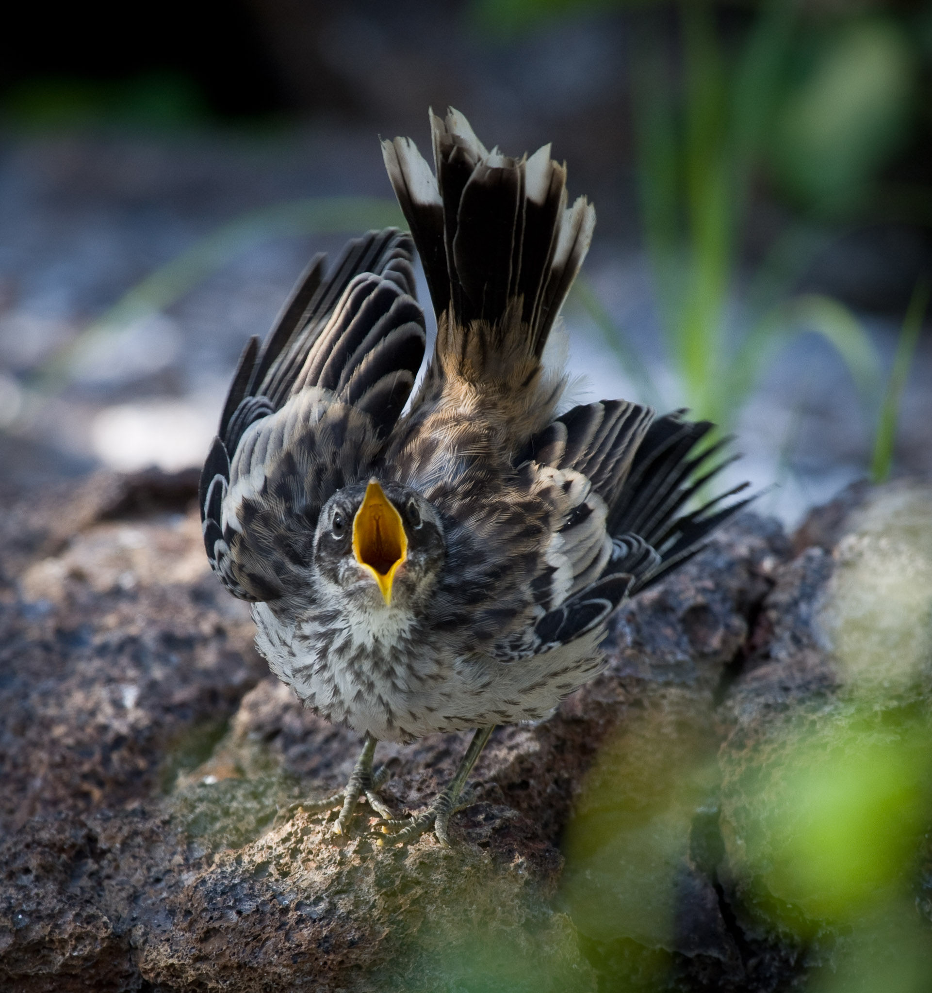 Hungry baby mocking bird