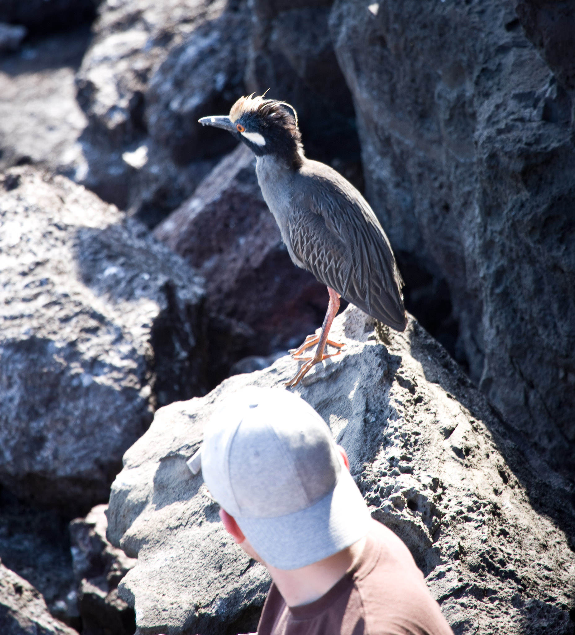 An example of how the Galapagos wildlife has no fear of humans