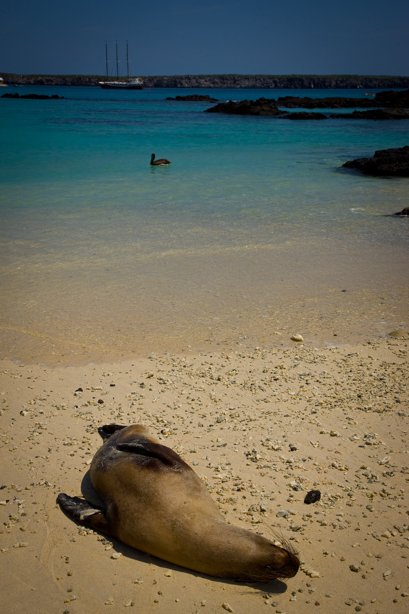 Sea lion, pelican, and the Alta