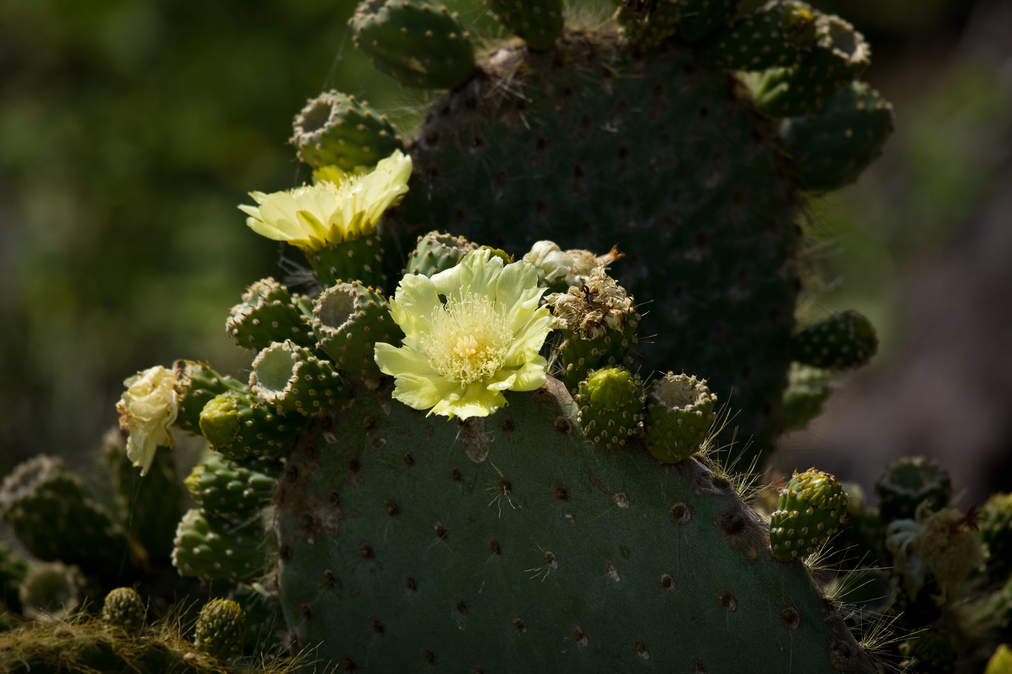 Isla Tower catus