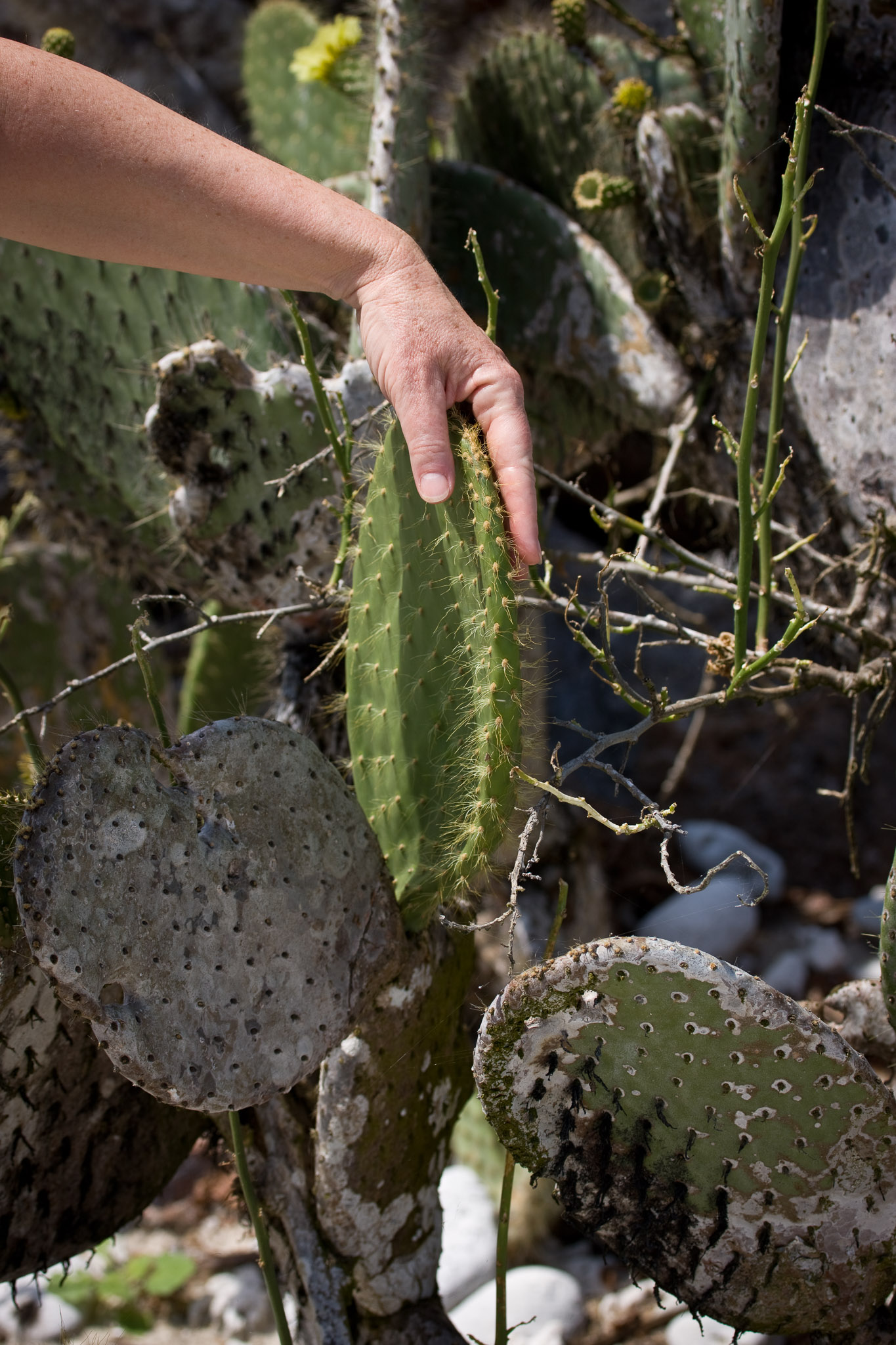 Thorns on the Isla Tower Catus are almost non-existent since here it has no predators (e.g., land iguanas).