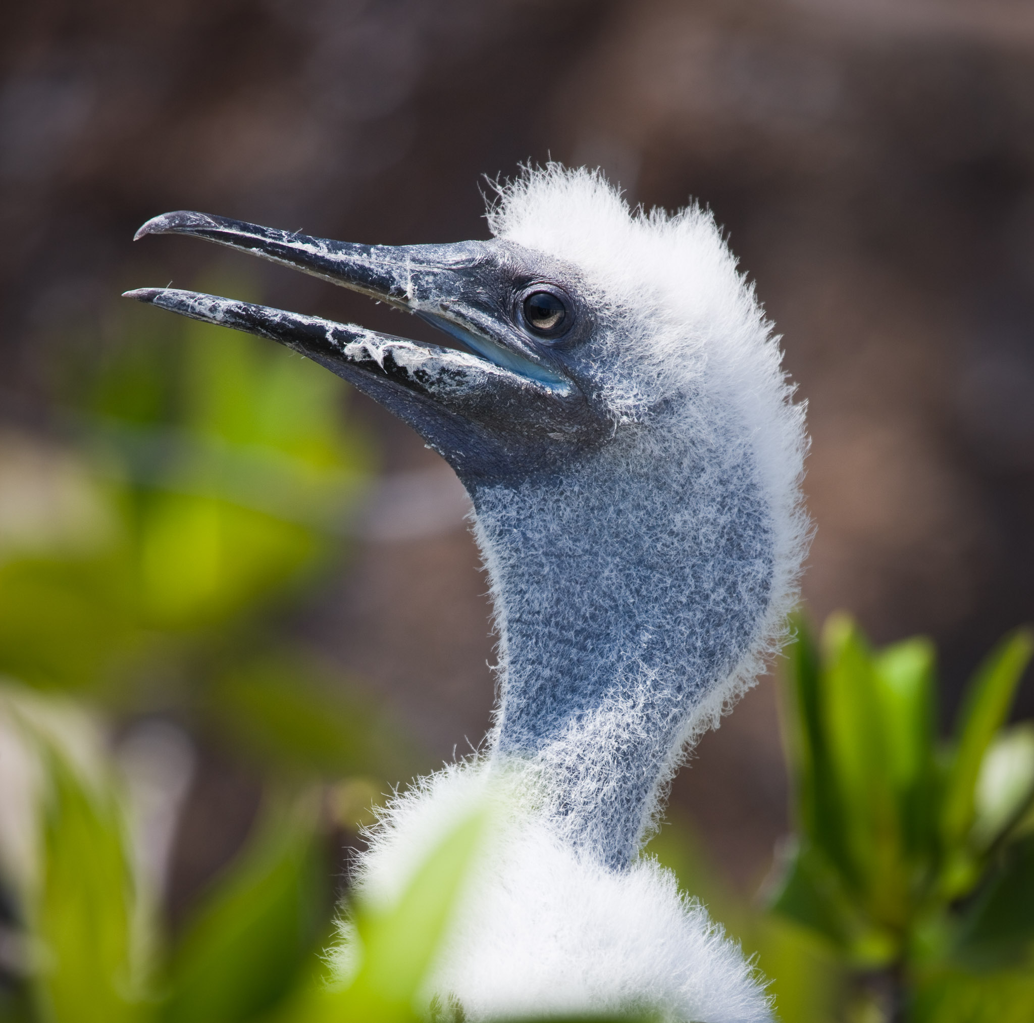 Juvenile boobie