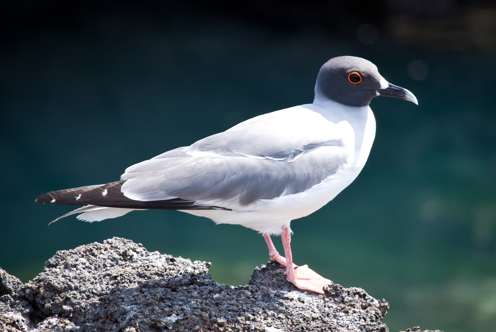 Swallow-tailed gull