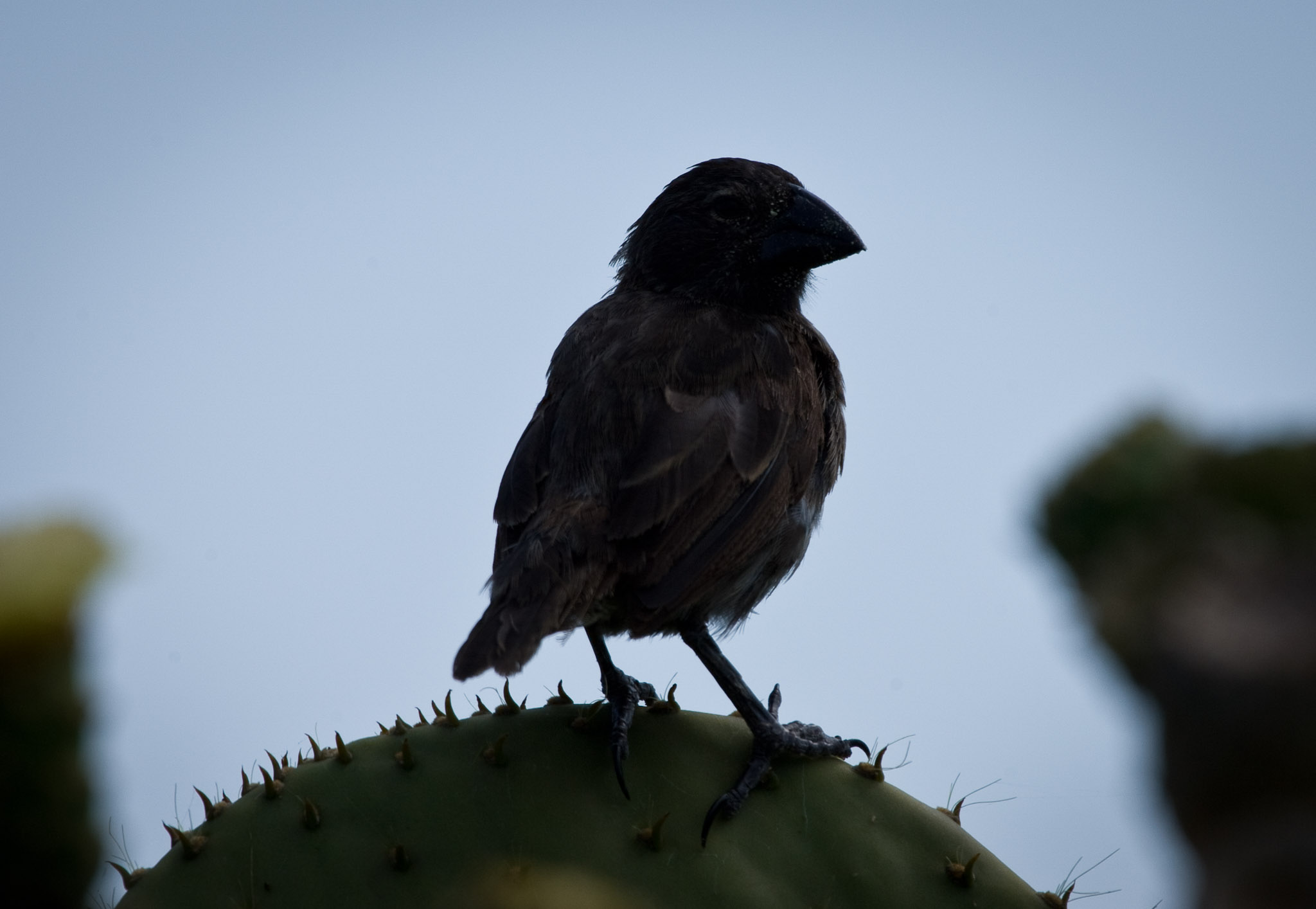 Catus finch, one of 4 types of Darwin finch found on this island