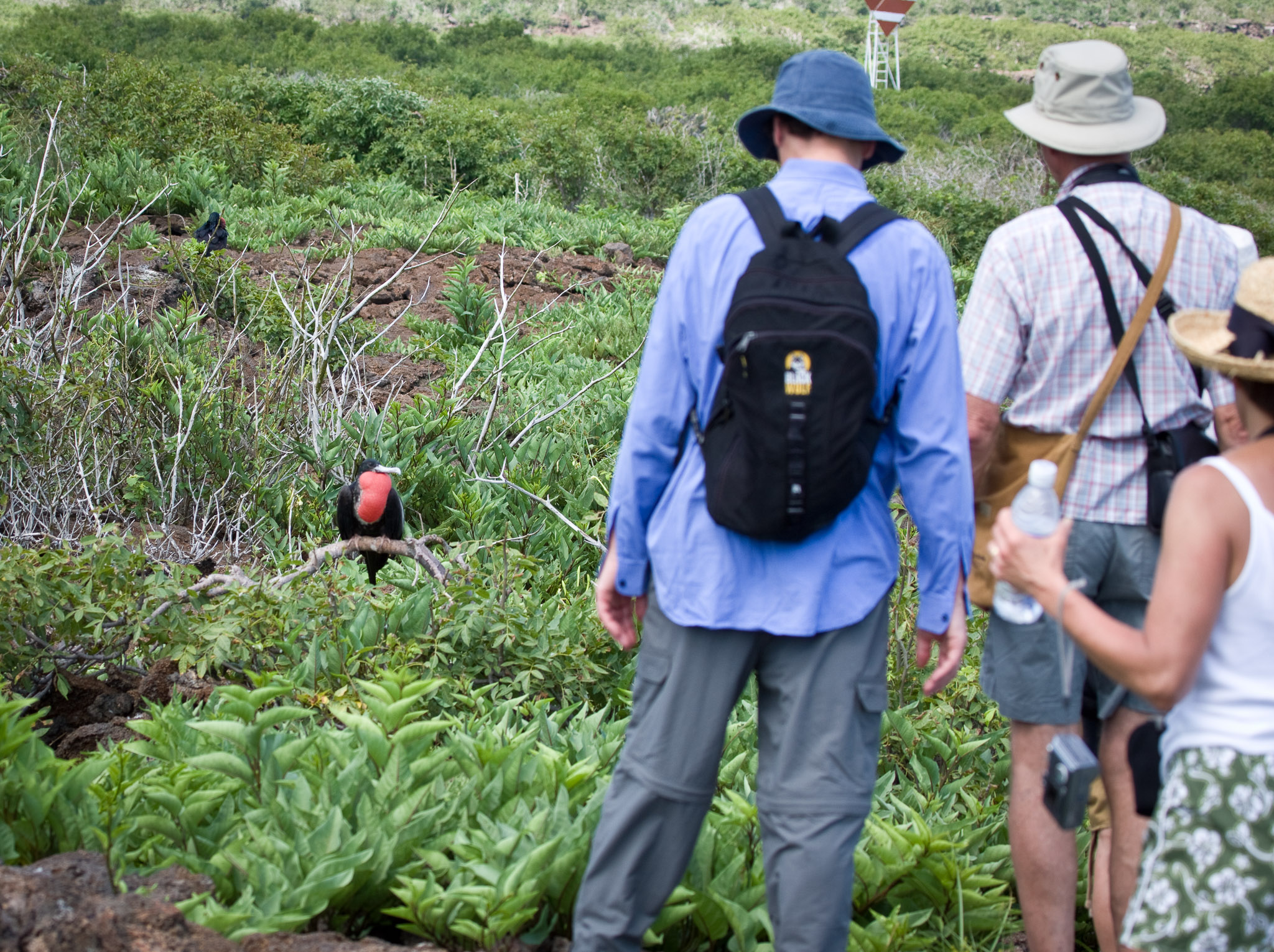 An example of how the Galapagos wildlife has no fear of humans