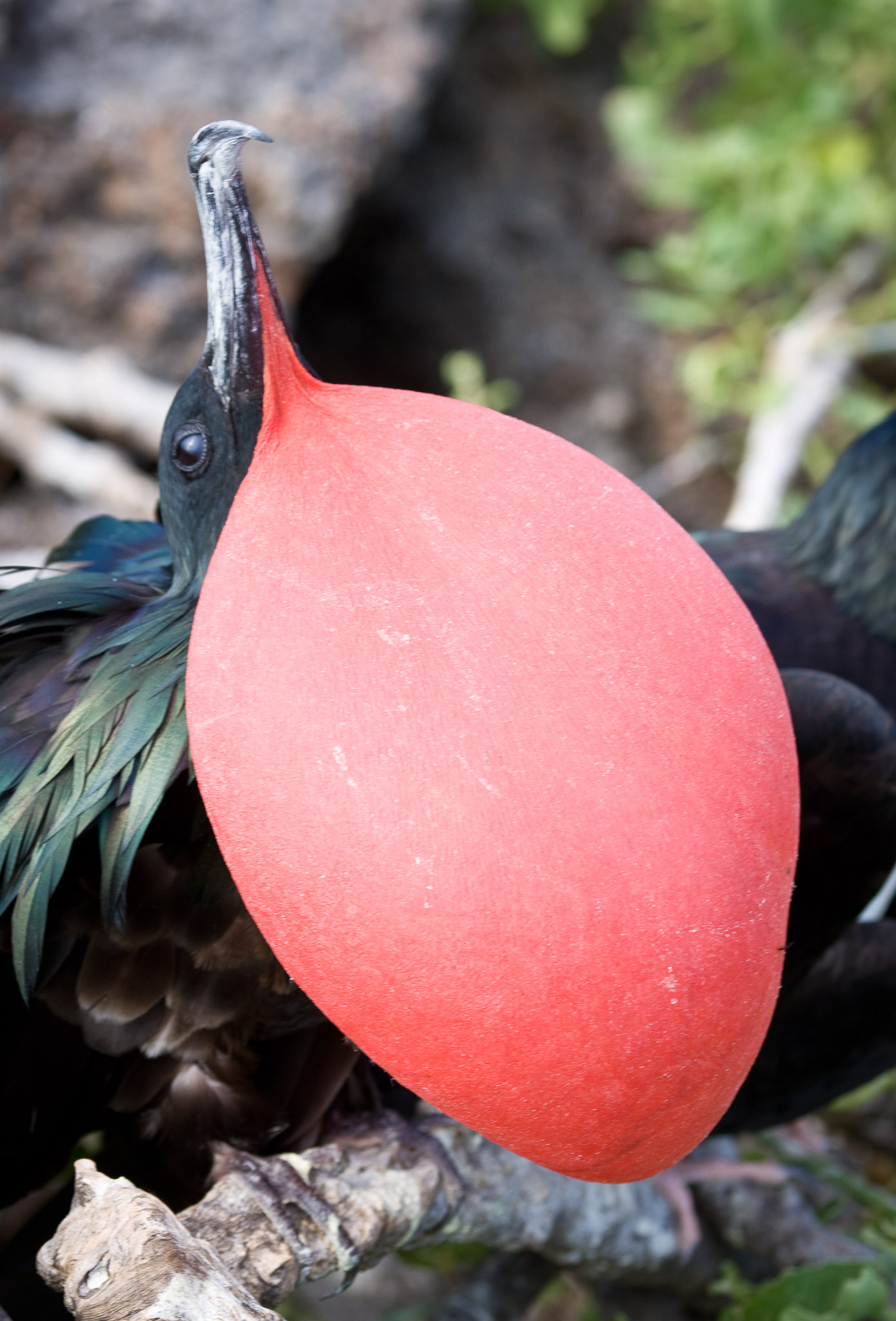 Frigate bird