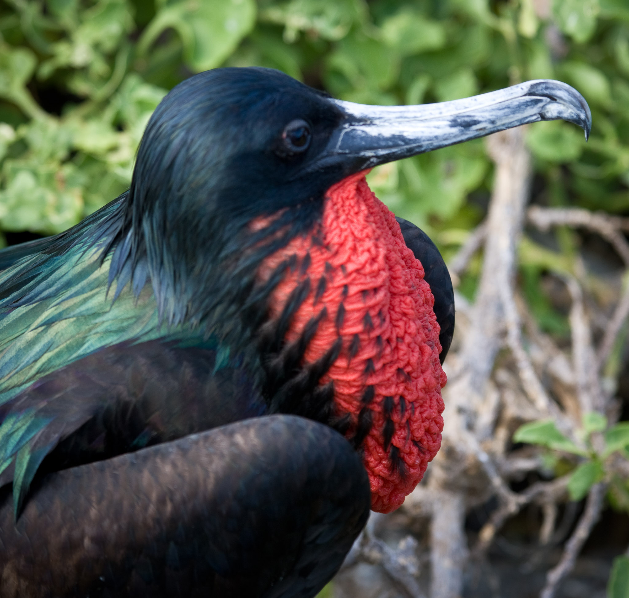 Frigate bird