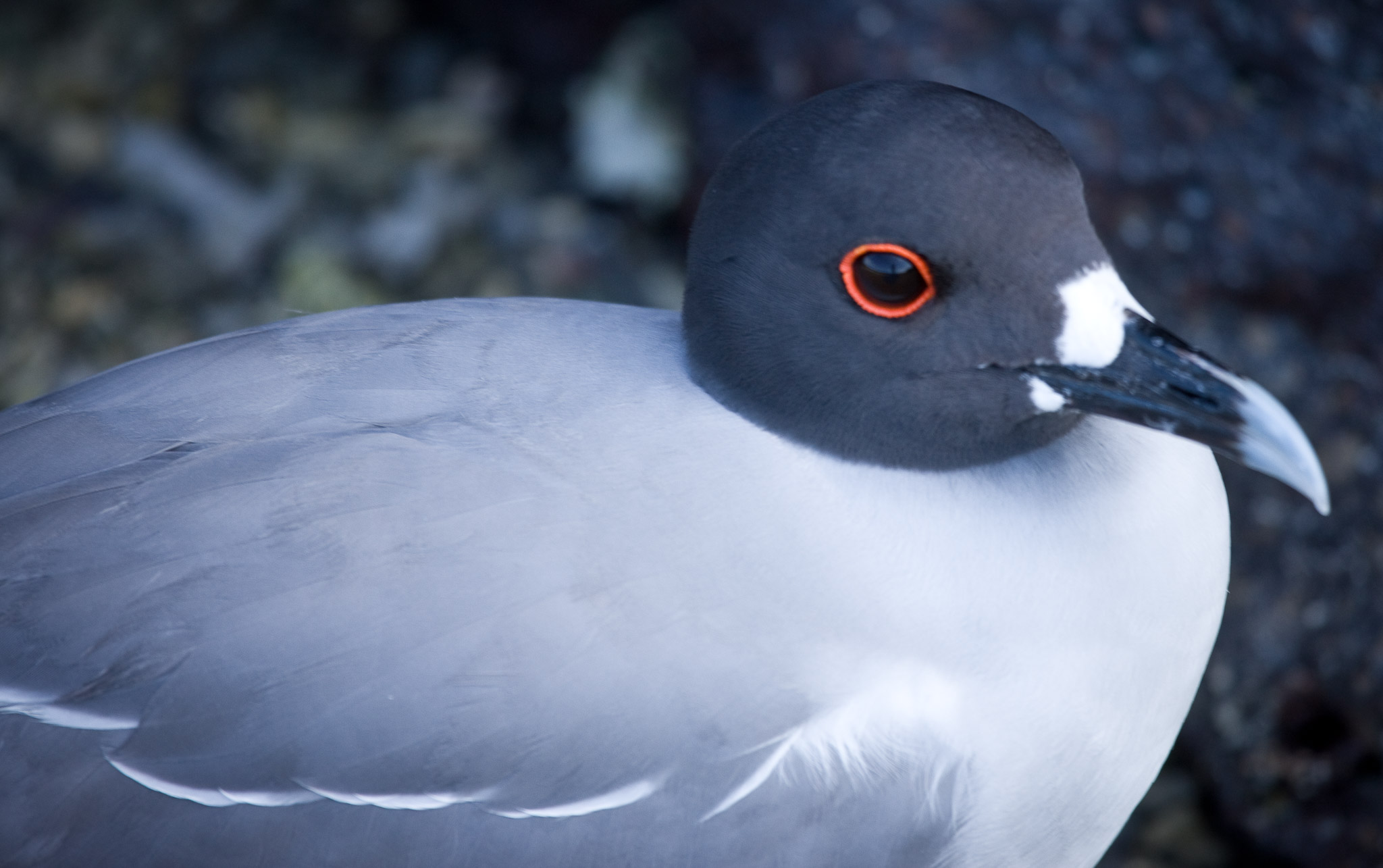 Swallow-tailed gull