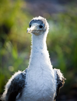 Juvenile boobie