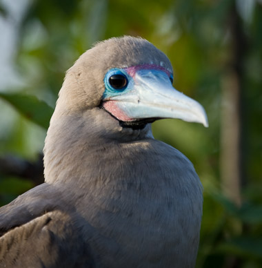 Red-footed Boobie