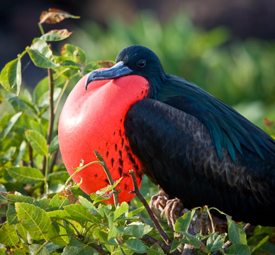 Frigate bird