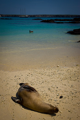 Sea lion, pelican, and the Alta