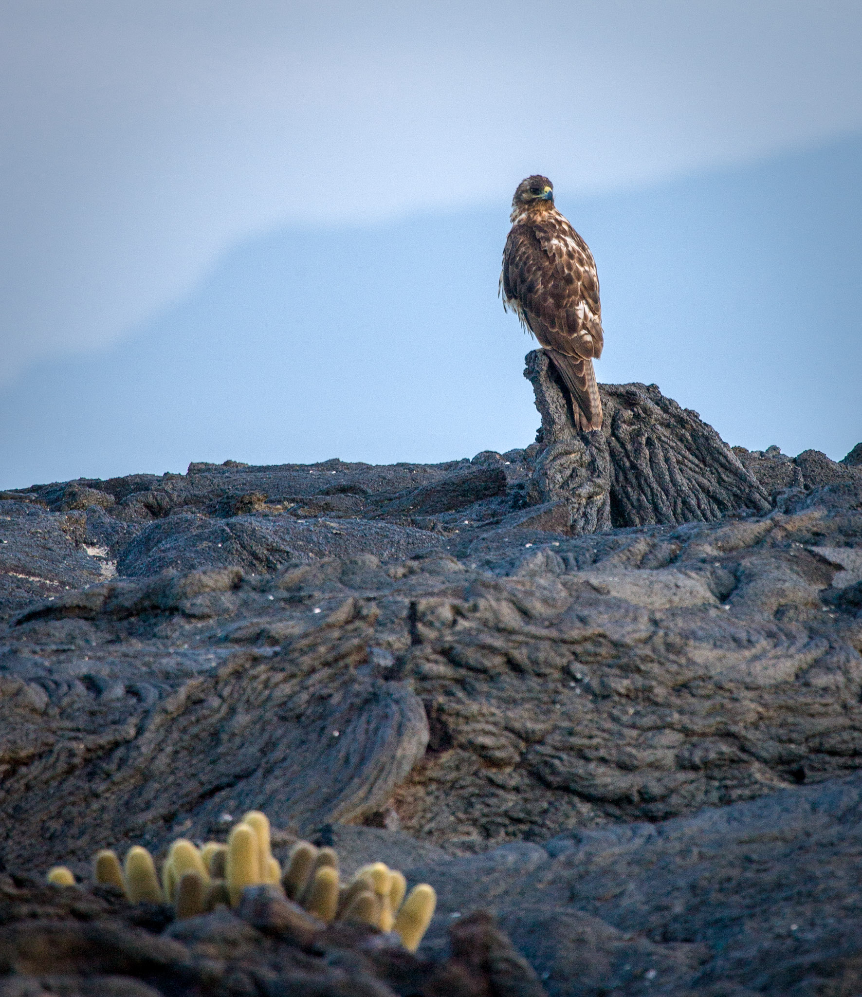 Galapagos hawk