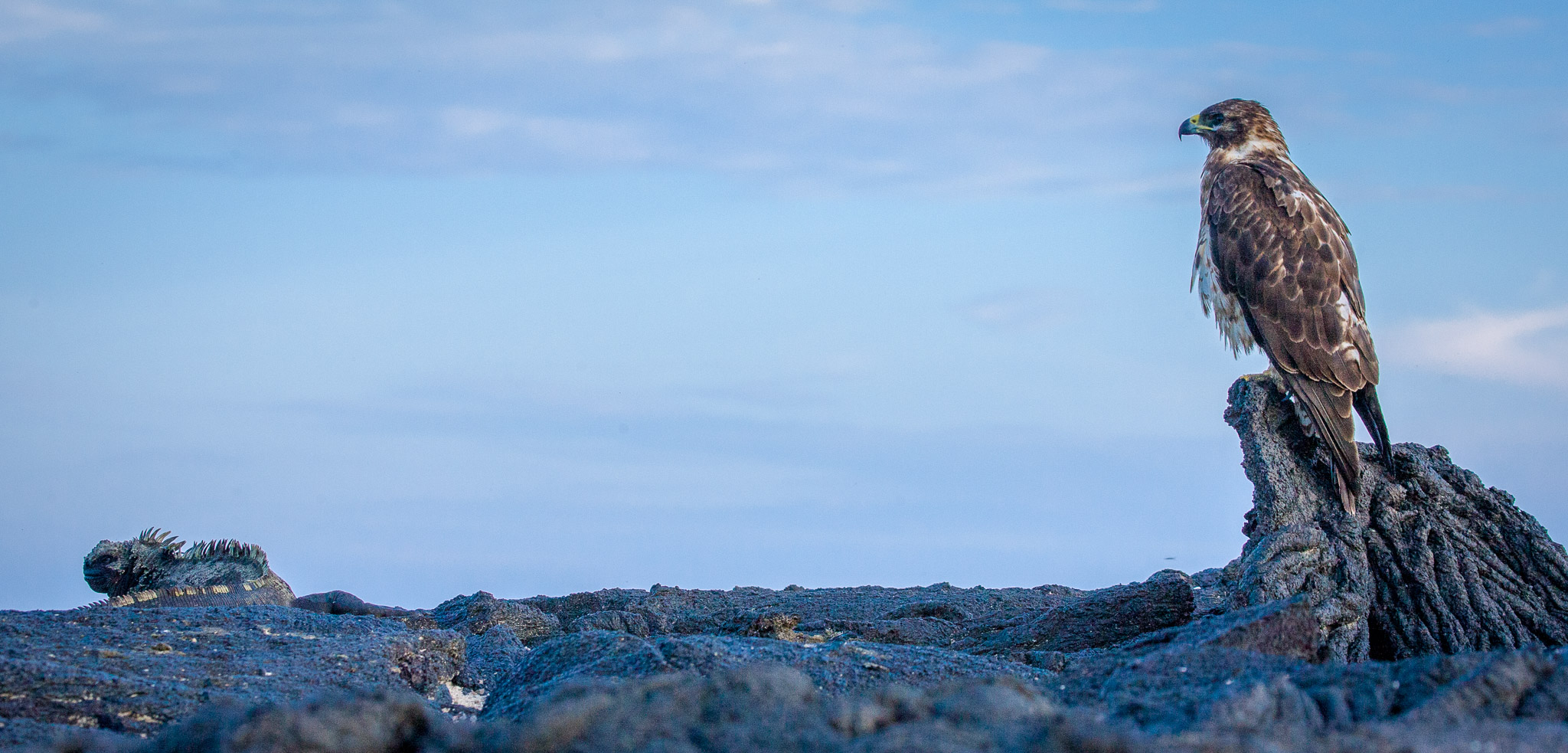 Galapagos hawk