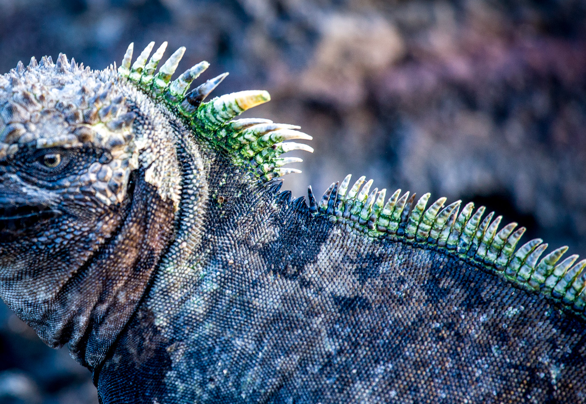 Marine iguana