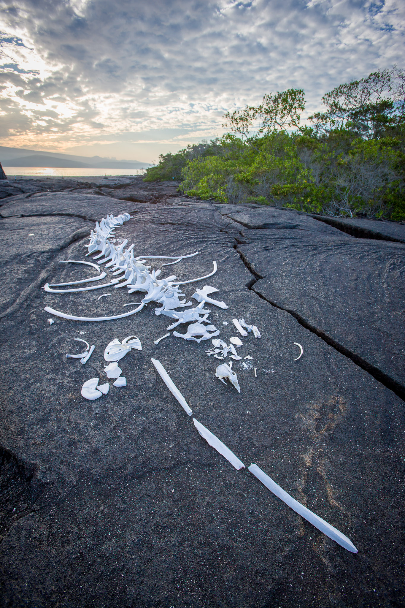 Whale carcass on lava