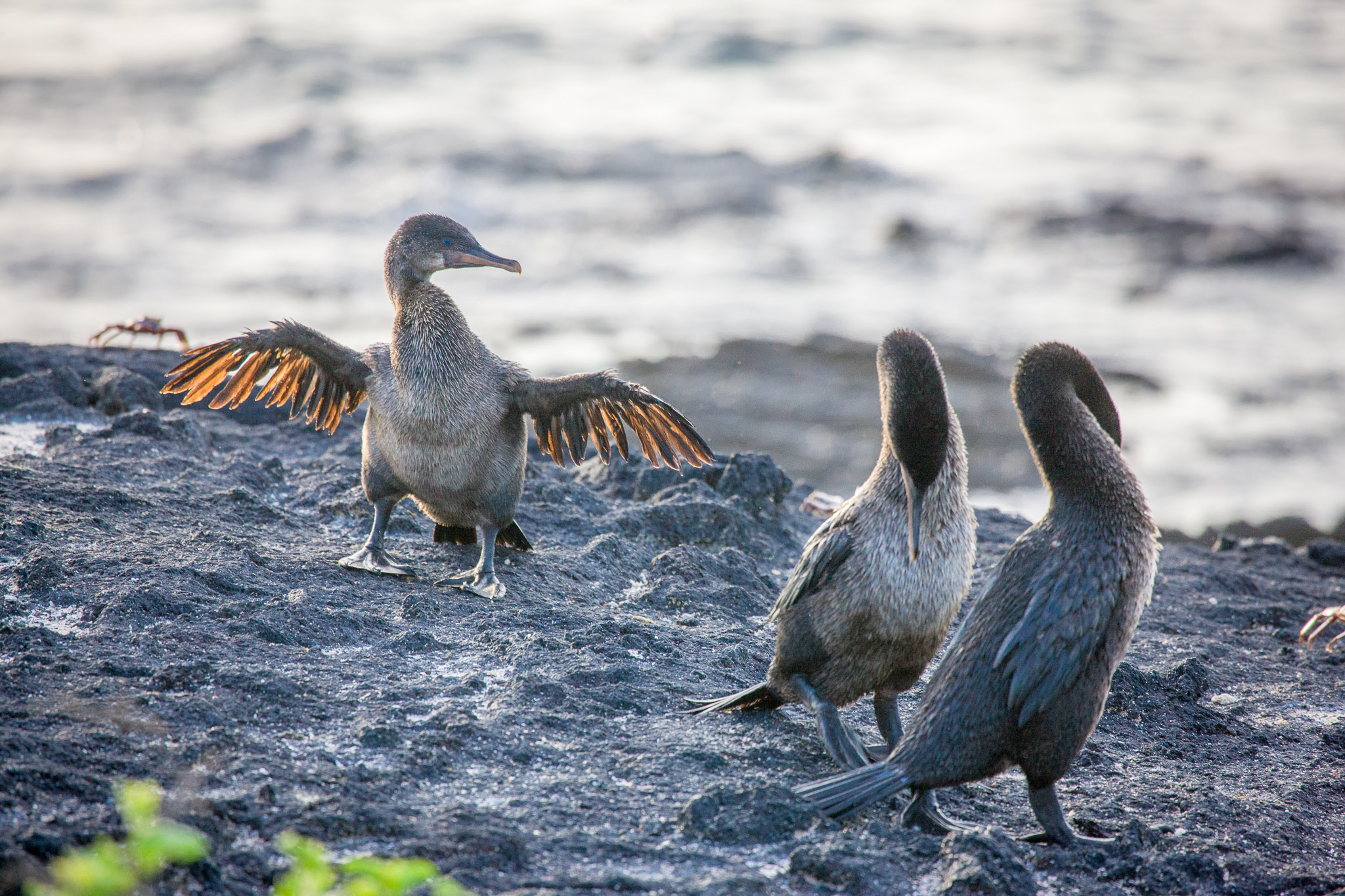 Flightless cormorant, plentiful nearby sealife made flying unnecessary