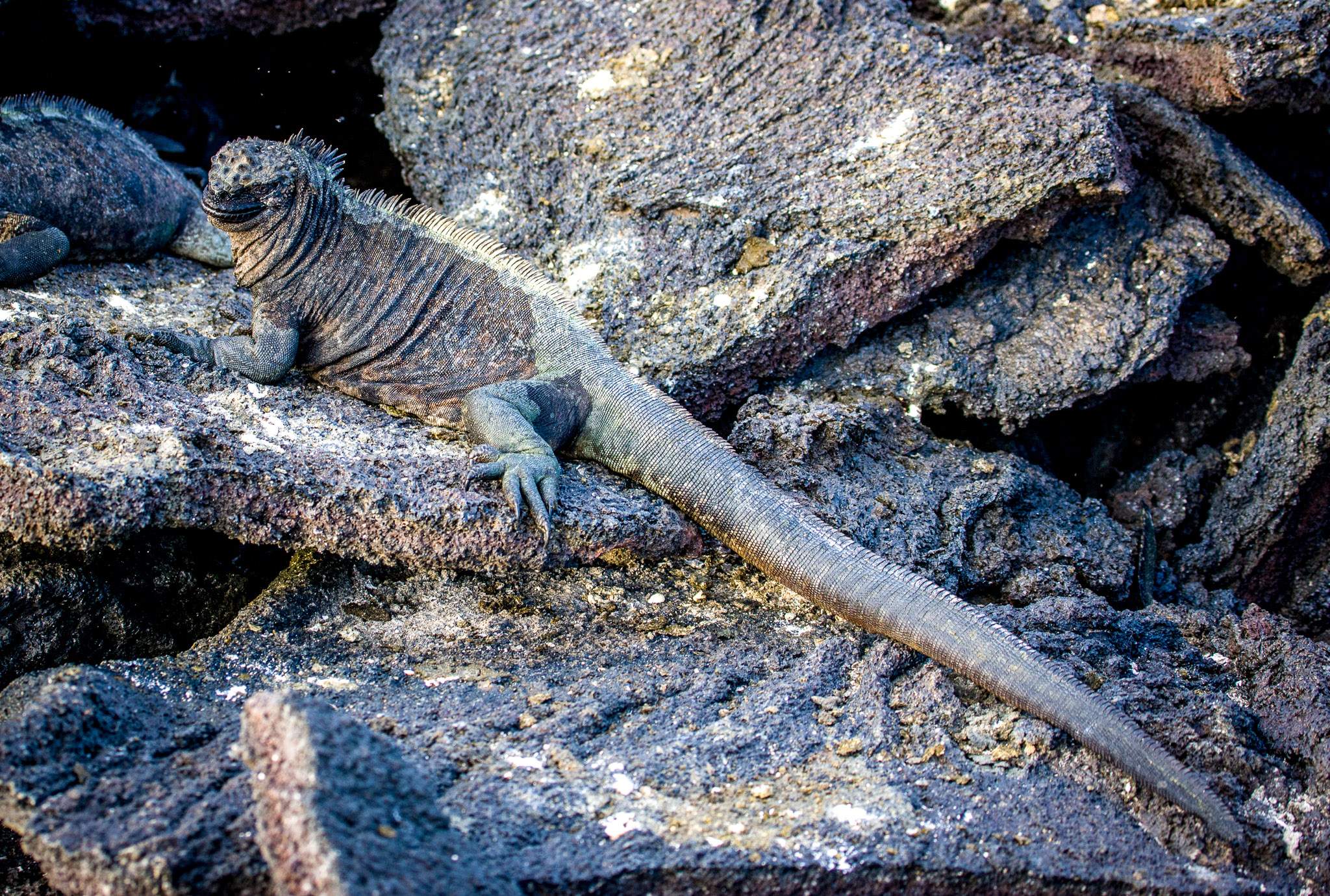 Marine iguana