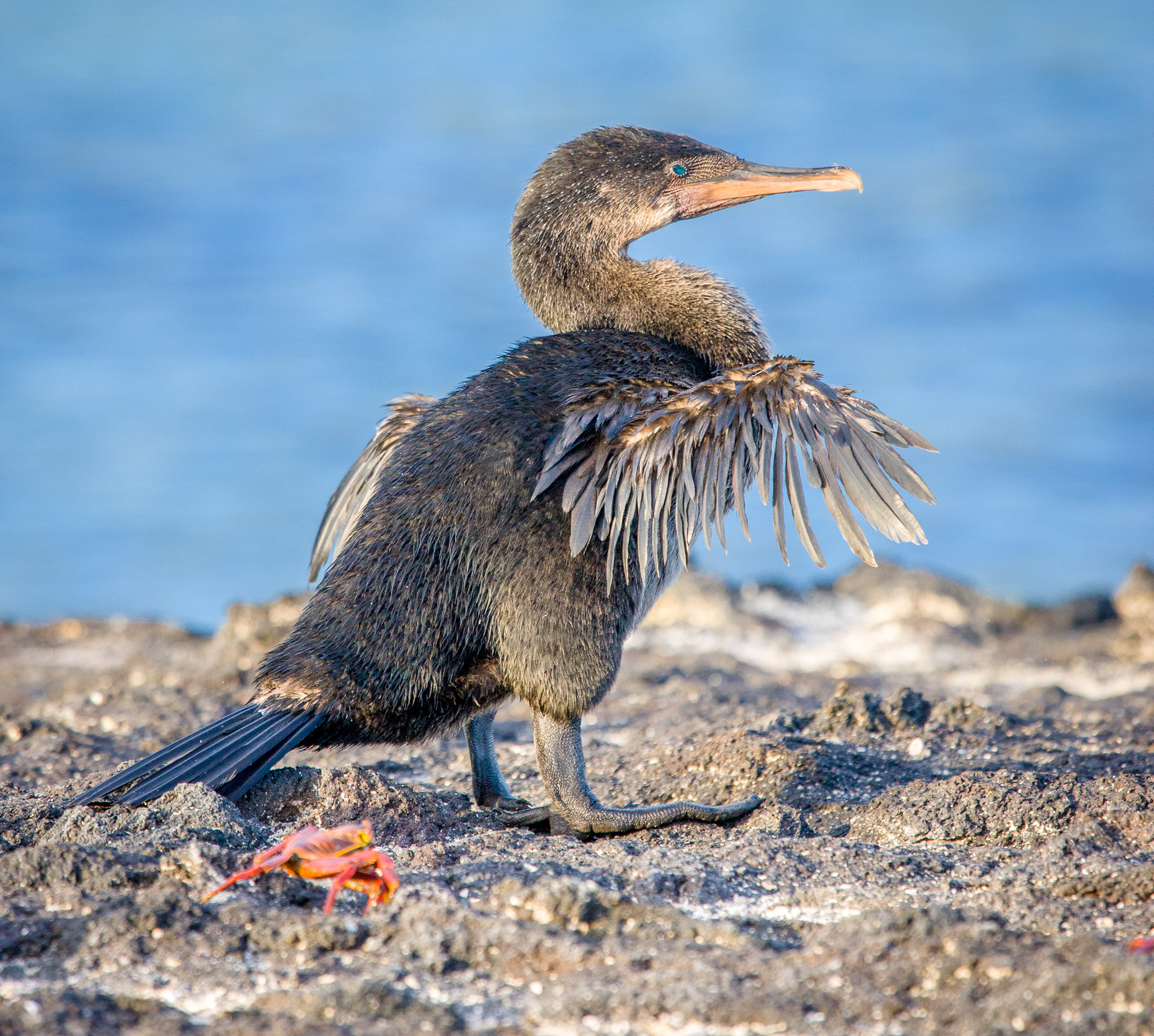 Flightless cormorant, plentiful nearby sealife made flying unnecessary