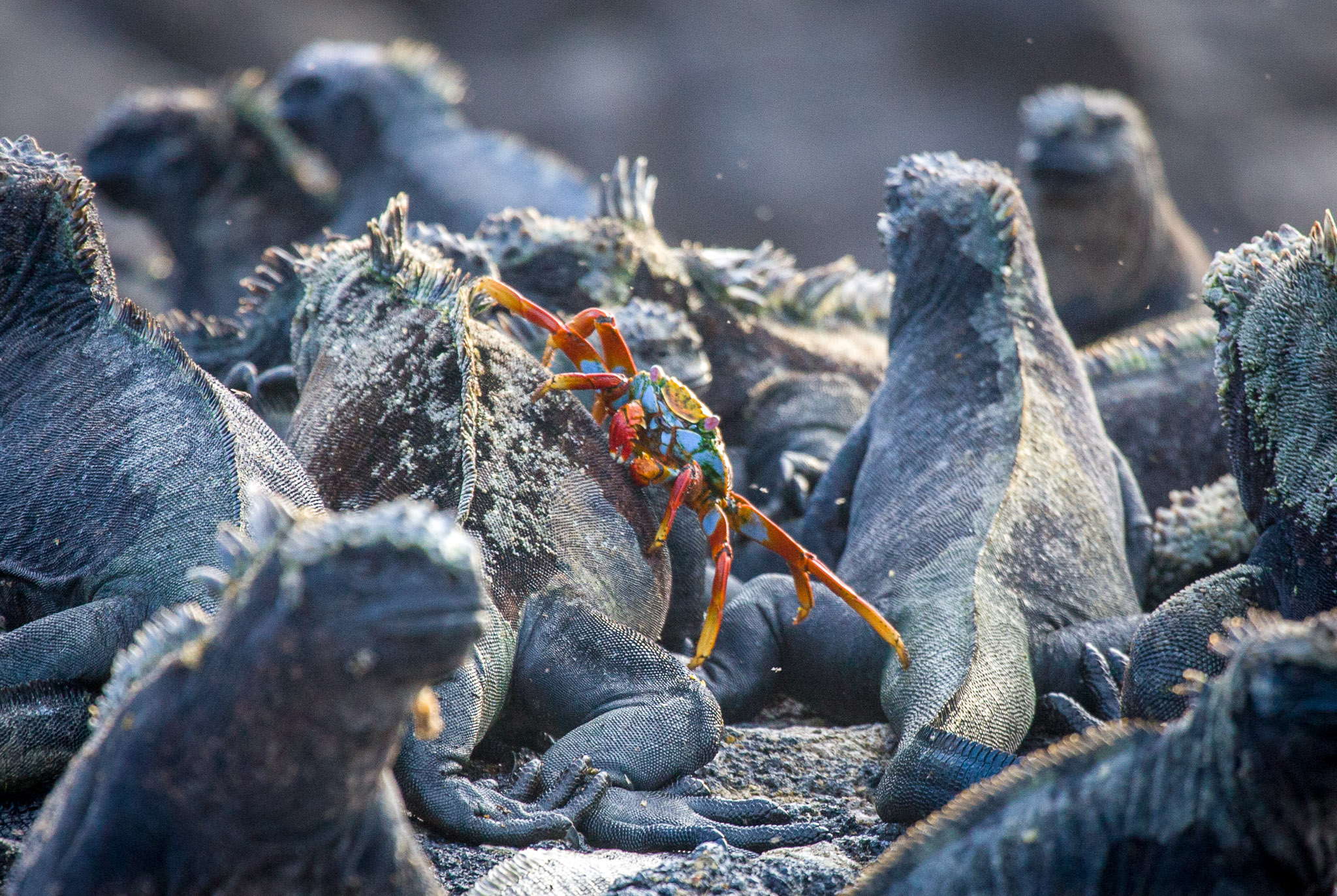 Marine iguanas warming up before swim