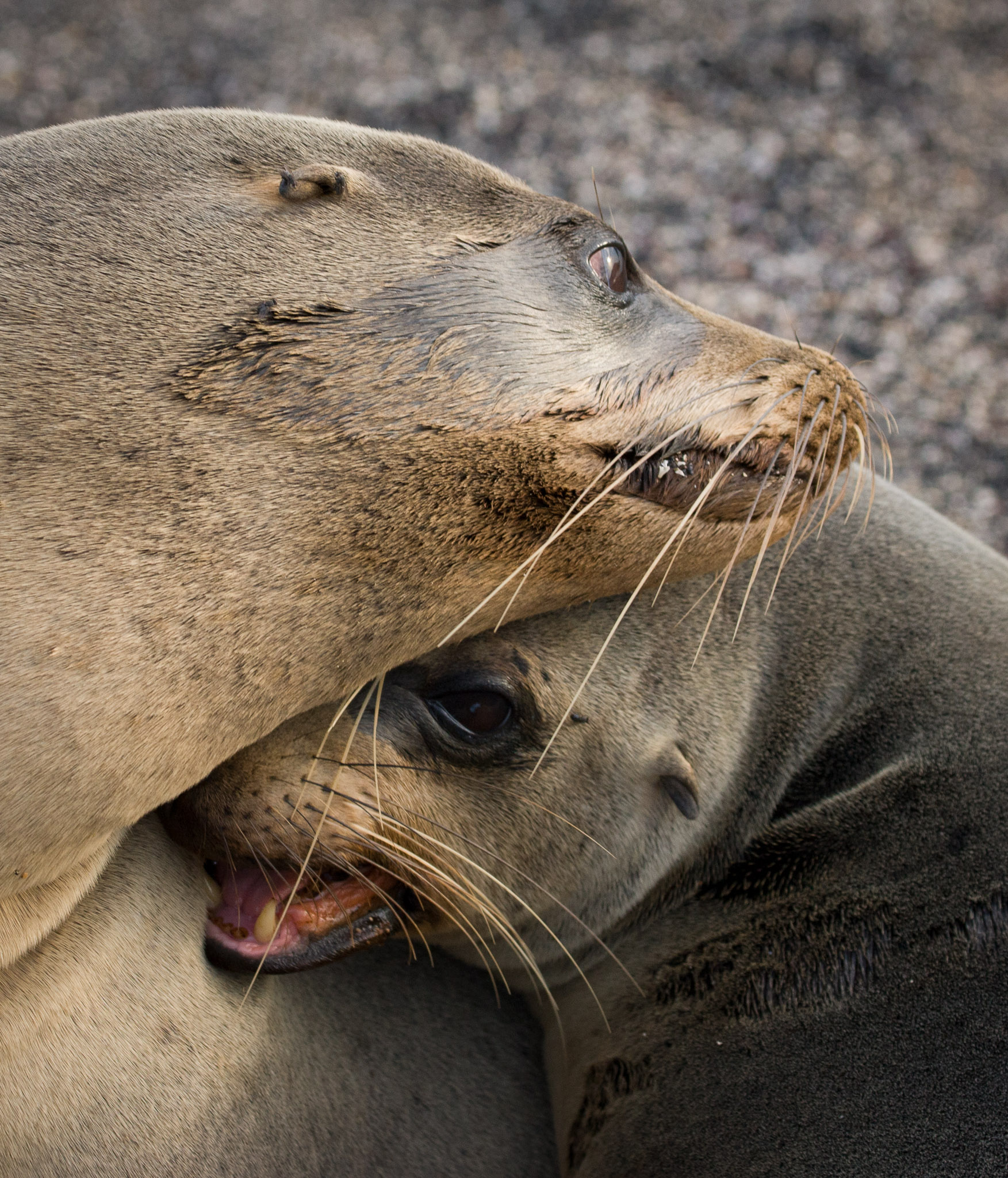 Sea lions