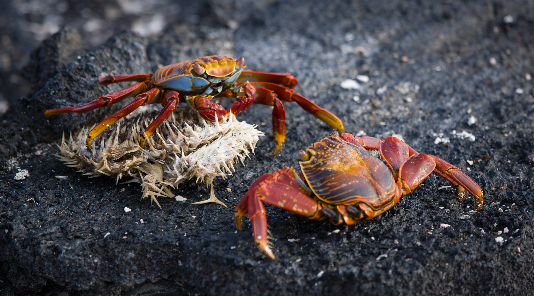 Sally lightfoot crab