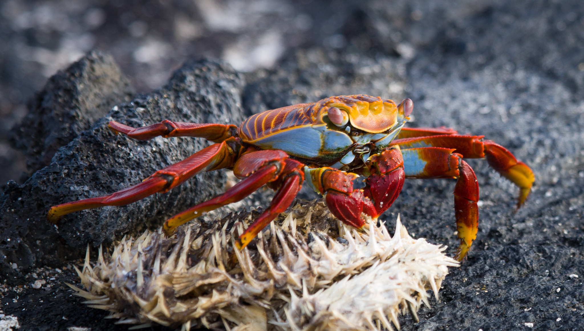 Sally lightfoot crab