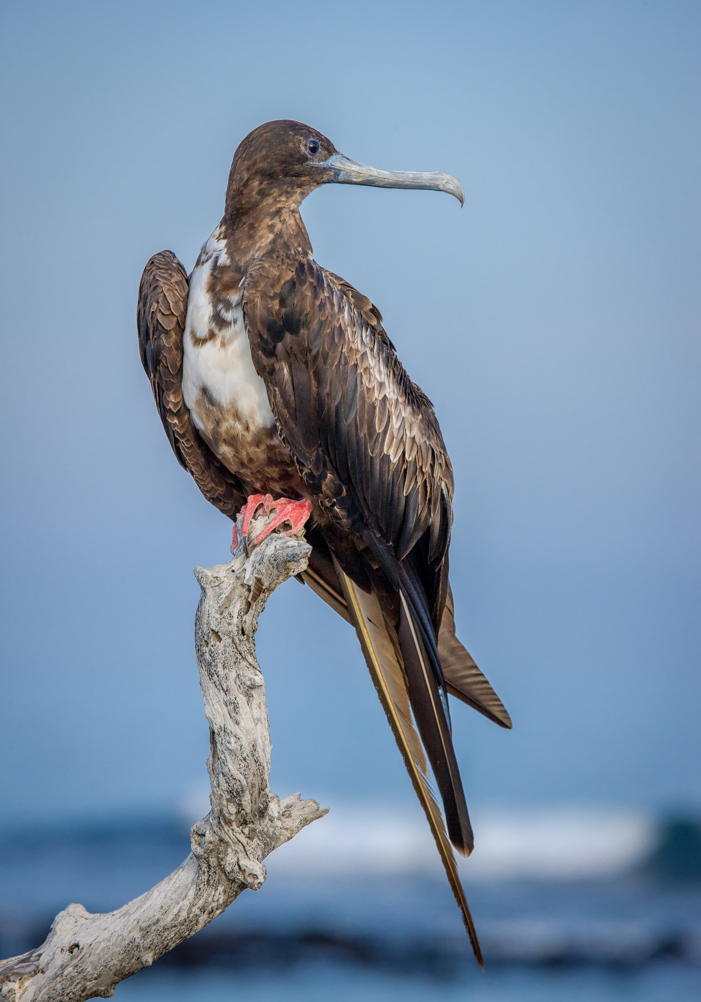 Frigate bird