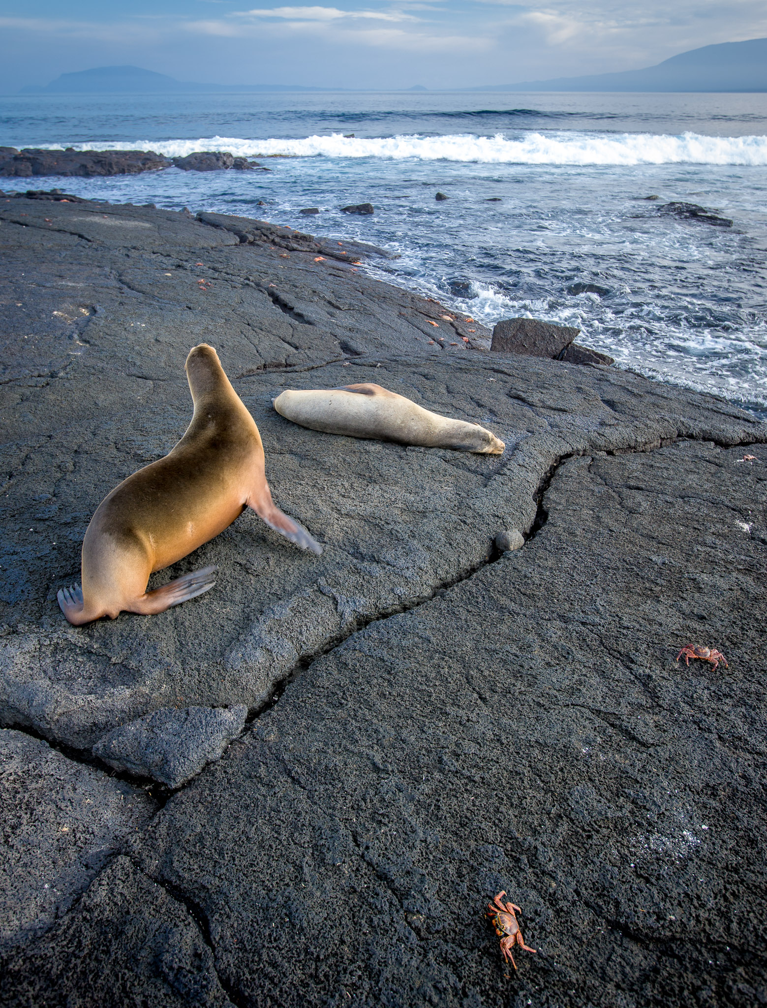 Sea lion and crab greeting party