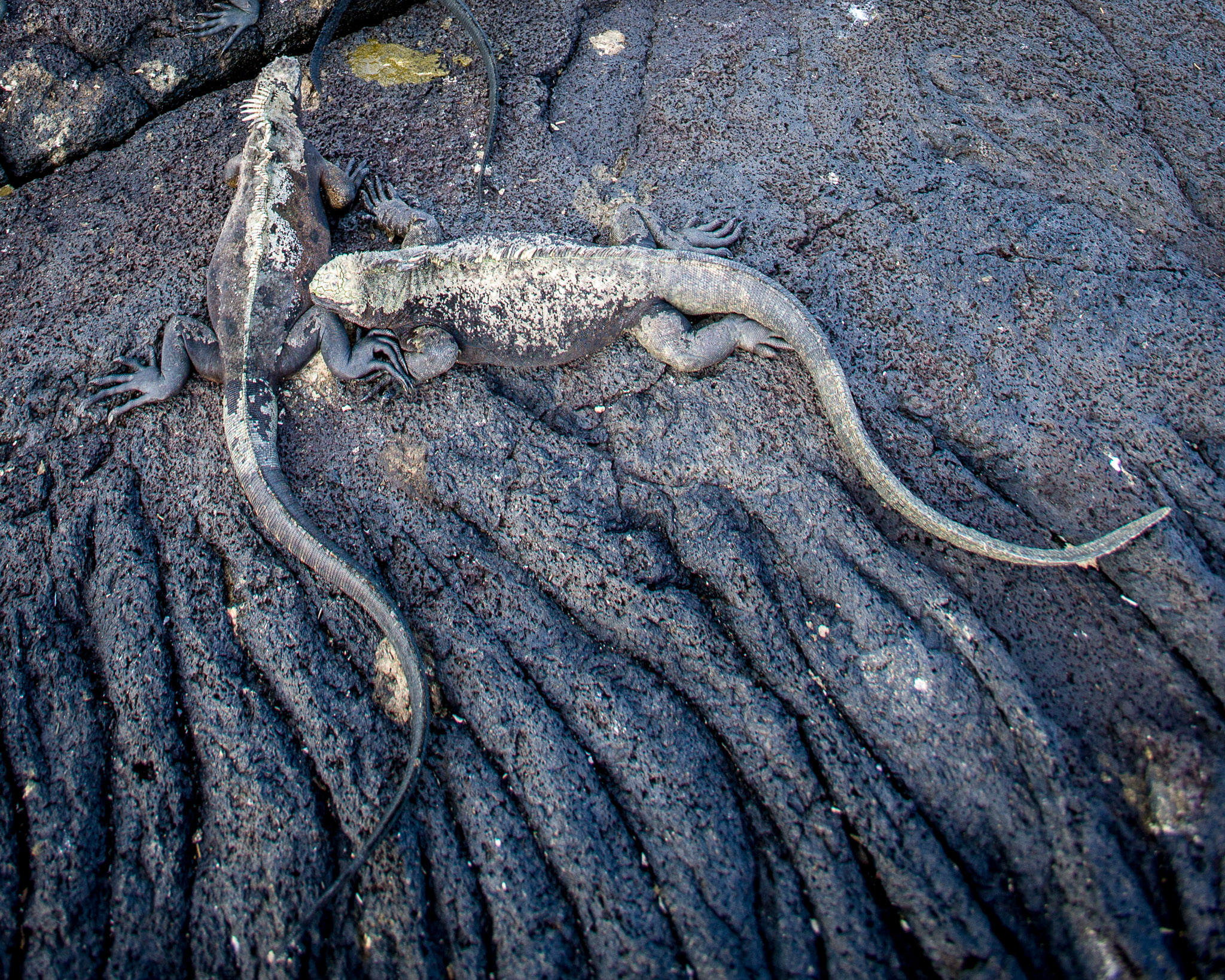 Marine iguana