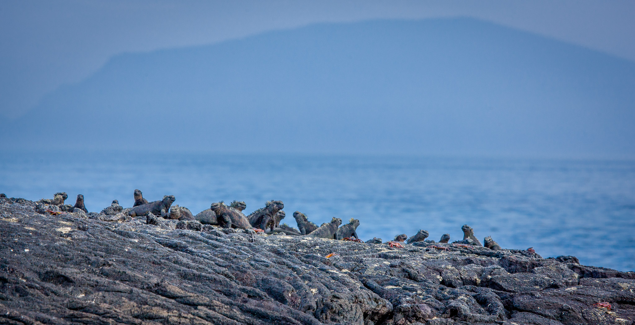 Marine iguanas warming up before swim