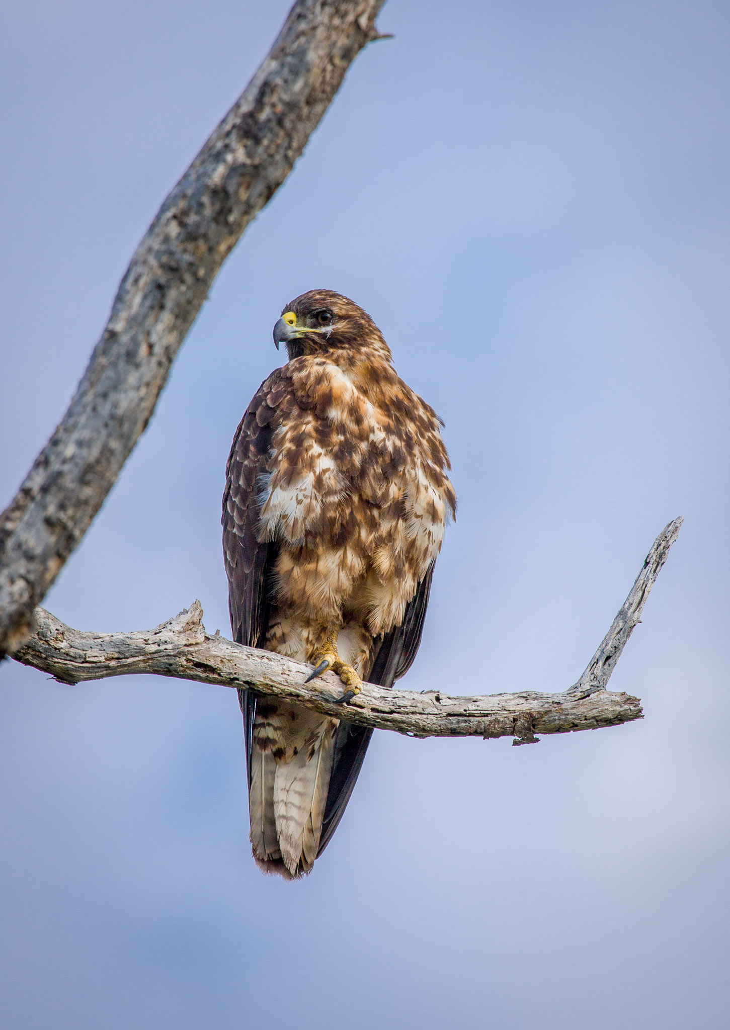 Galapagos hawk