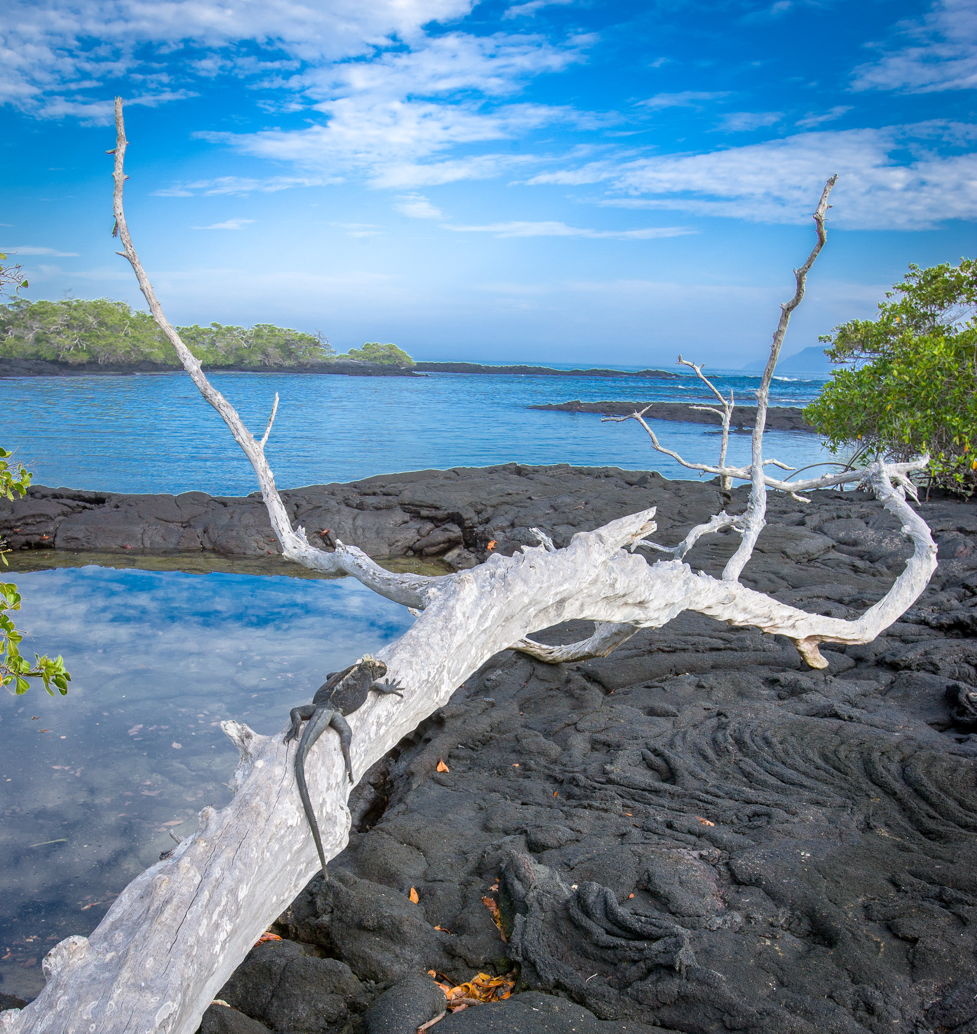 Marine iguana