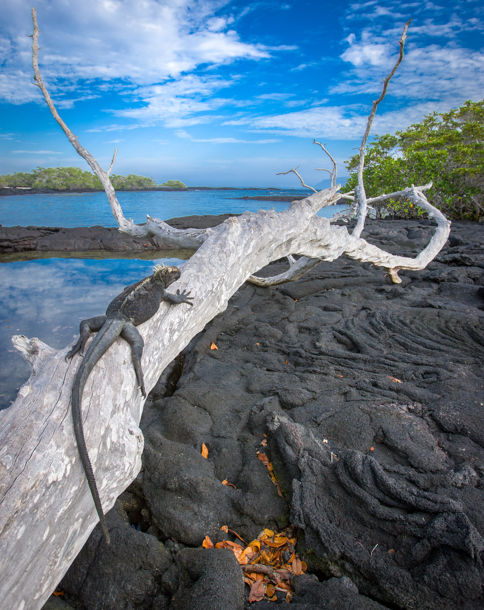 Marine iguana on Isla Fernandina