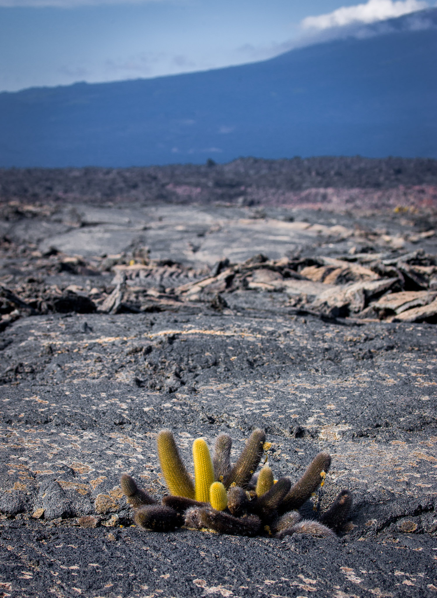 Lava, Isla Fernandina, Galapagos Islands