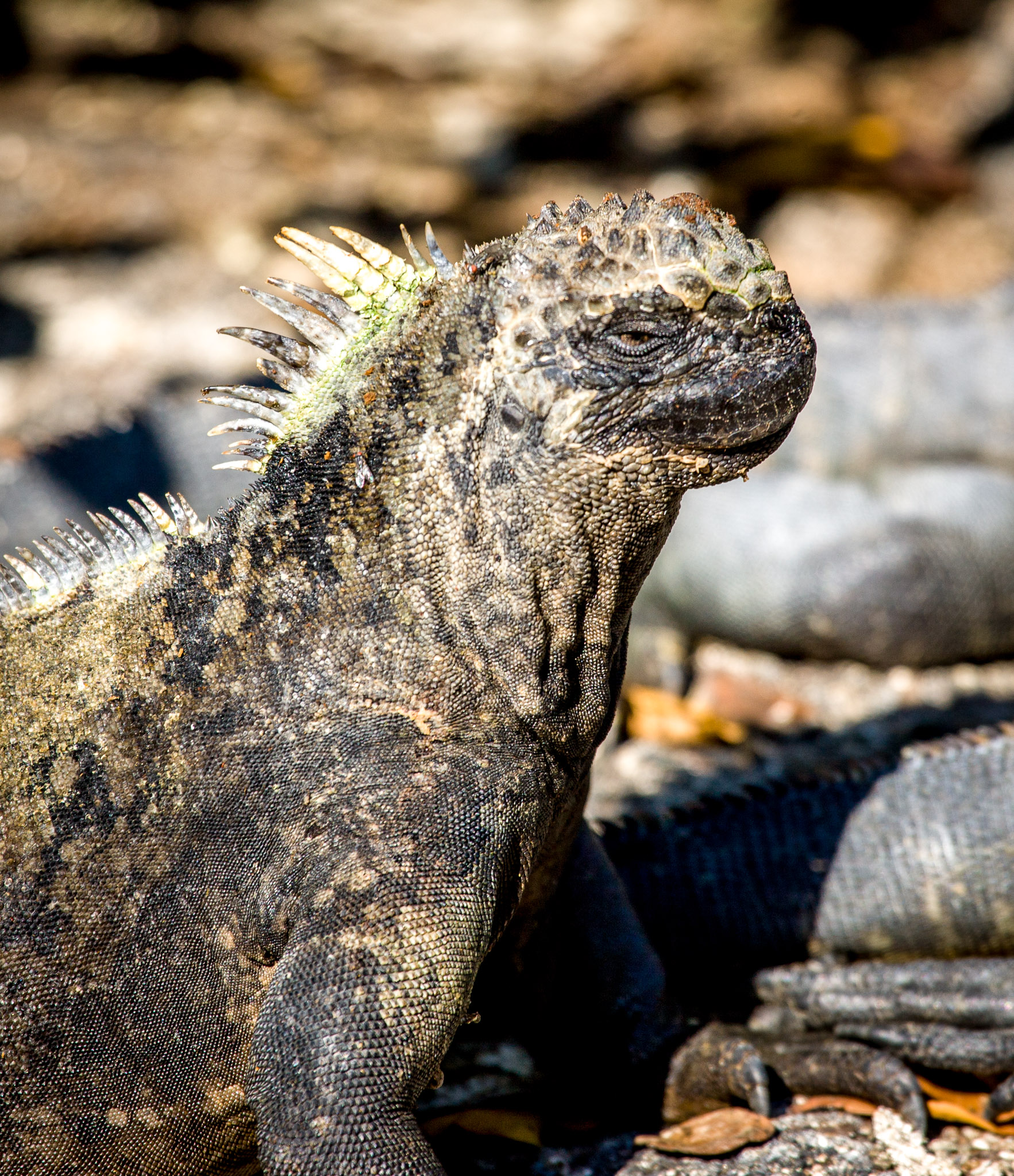 Marine iguana