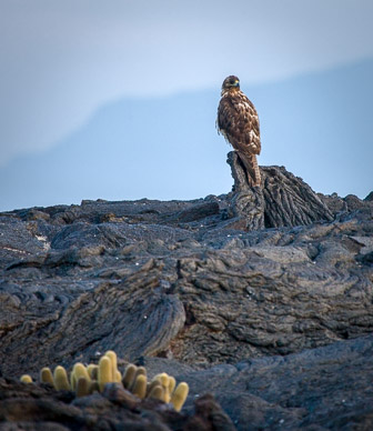 Galapagos hawk