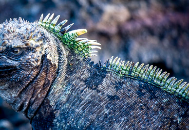 Marine iguana