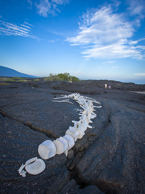 Whale carcass on lava