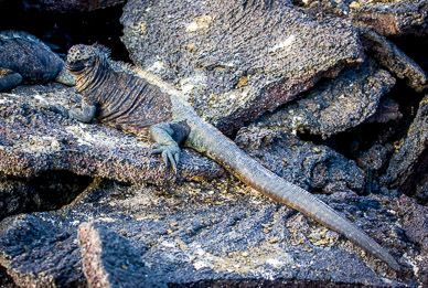 Marine iguana